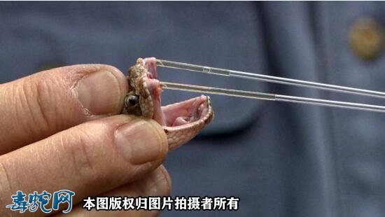 癌症有救了!美国一科学家发现蛇毒能杀死癌细胞!