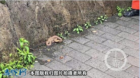 重庆一公交车站惊现一米长蛇
