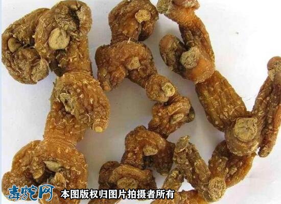 天门冬二黄牛髓做法步骤