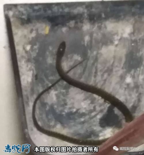 东莞一学生在宿舍睡醒发现床边有条蛇！