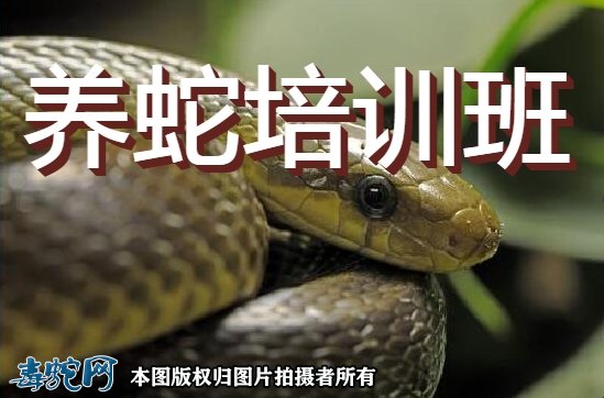 养蛇培训班