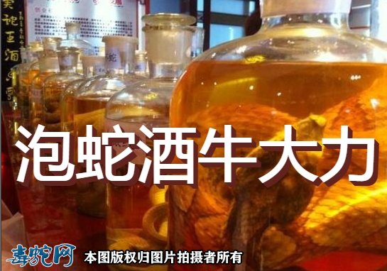 泡蛇酒牛大力