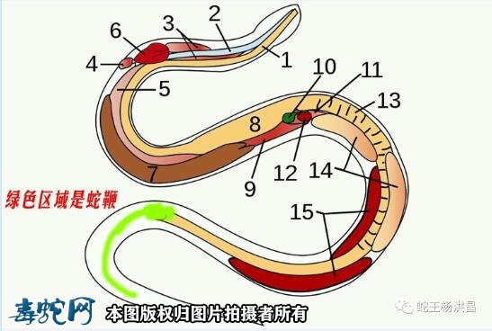 怎么分银环蛇公母图3