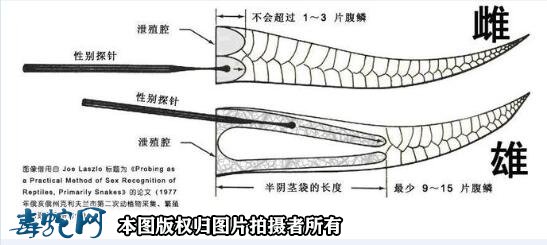 怎么分银环蛇公母图4