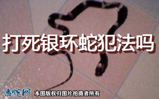 打死银环蛇犯法吗