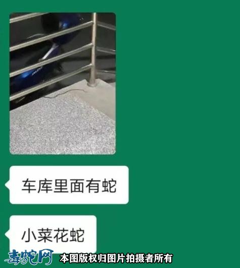 气温回升毒蛇提前出关？泸州2人被毒蛇咬伤住院！