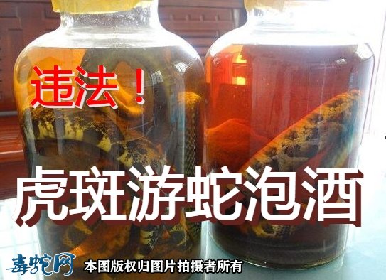 虎斑游蛇泡酒的效果？推荐合法药用蛇泡酒！