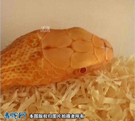 白化王锦蛇图1