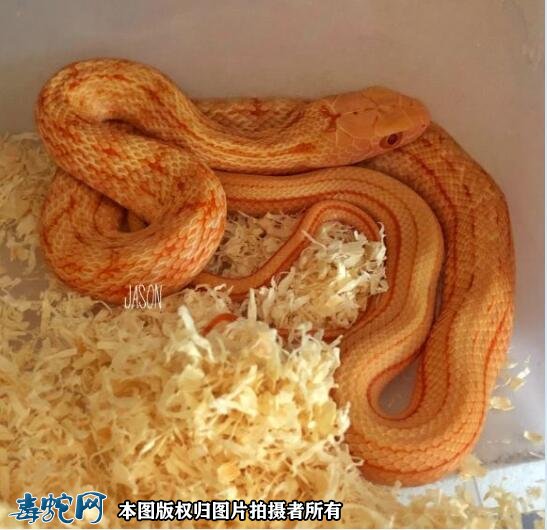白化王锦蛇图5