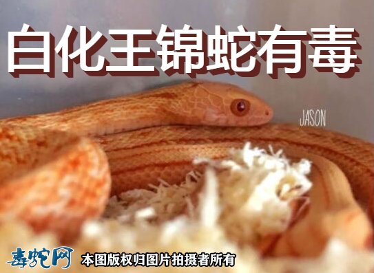 白化王锦蛇有毒