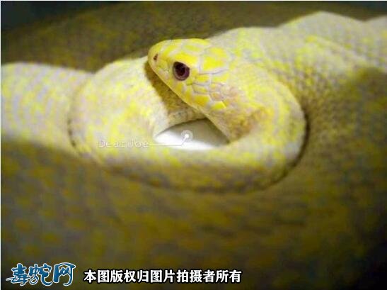 白化王锦蛇有毒