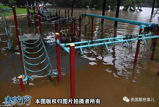 澳洲大洪灾后毒蛇蜘蛛老鼠泛滥满地!