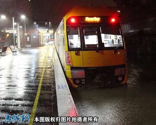 澳洲大洪灾后毒蛇蜘蛛老鼠泛滥满地!
