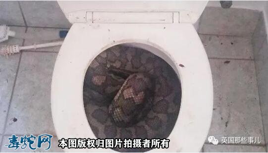 澳洲大洪灾后毒蛇蜘蛛老鼠泛滥满地!