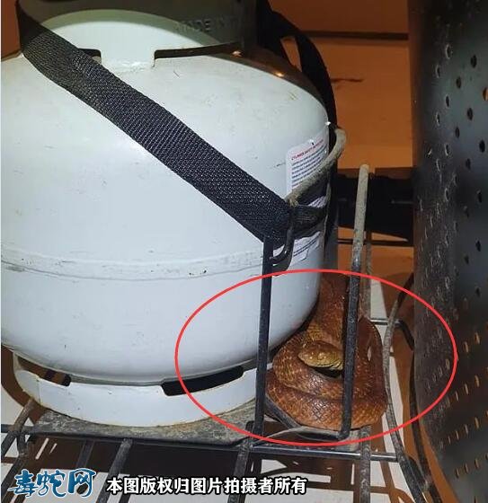 澳洲大洪灾后毒蛇蜘蛛老鼠泛滥满地!