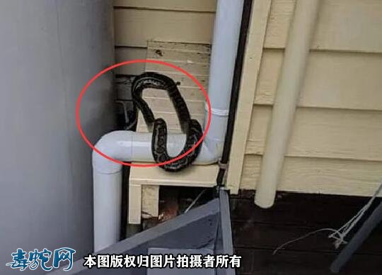 澳洲大洪灾后毒蛇蜘蛛老鼠泛滥满地!