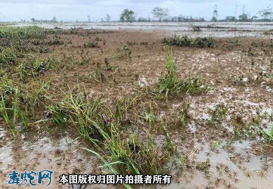 澳洲大洪灾后毒蛇蜘蛛老鼠泛滥满地!