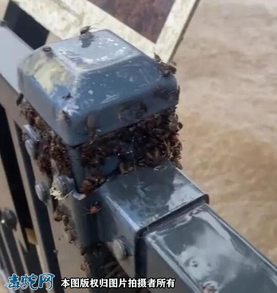 澳洲大洪灾后毒蛇蜘蛛老鼠泛滥满地!