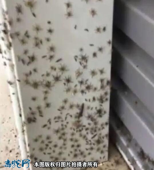 澳洲大洪灾后毒蛇蜘蛛老鼠泛滥满地!