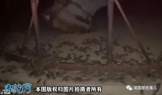 澳洲大洪灾后毒蛇蜘蛛老鼠泛滥满地!