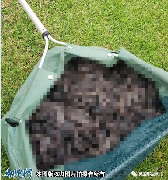 澳洲大洪灾后毒蛇蜘蛛老鼠泛滥满地!