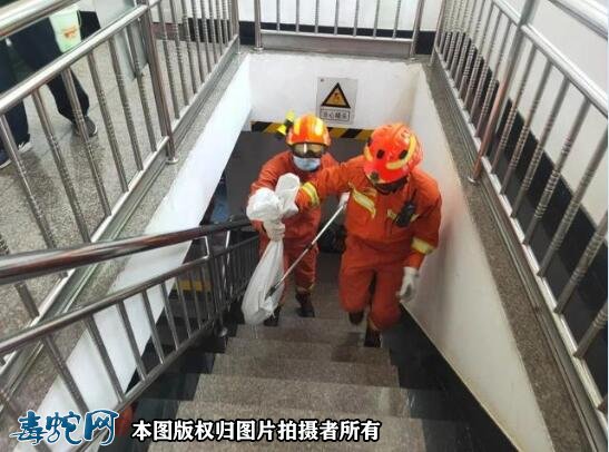 贞丰县一村民家厕所蹲坑里有条眼镜蛇!消防救援放生野外!
