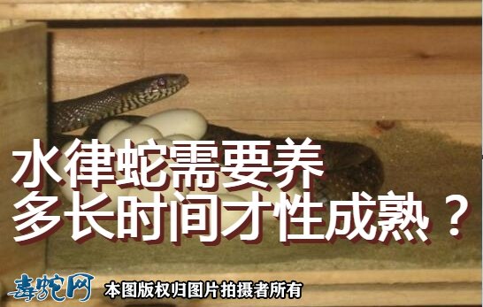 水律蛇需要养多长时间才性成熟？