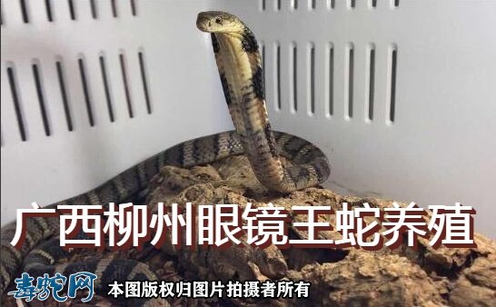 广西柳州眼镜王蛇养殖