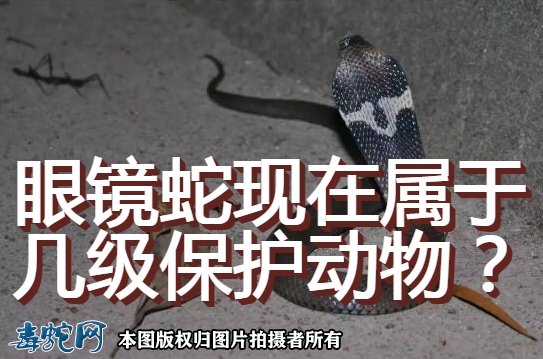眼镜蛇现在属于几级保护动物?