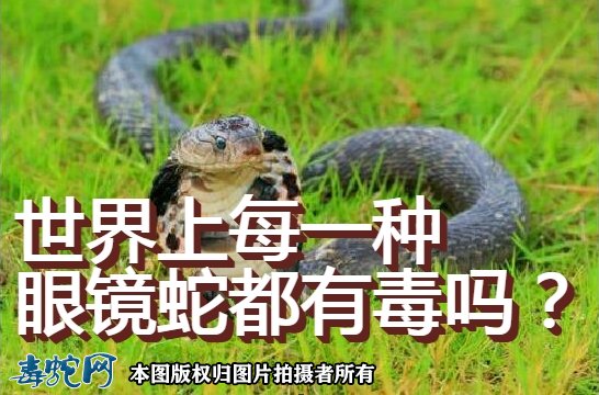 世界上每一种眼镜蛇都有毒吗？