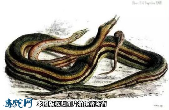 水蛇图鉴图13