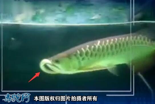 龙鱼吃水蛇图2