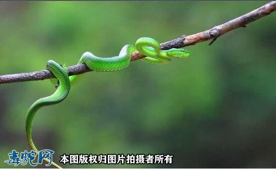 竹叶青蛇彩图2