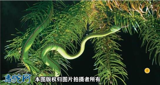 竹叶青蛇彩图8