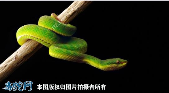 竹叶青蛇彩图9