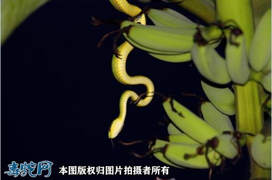 竹叶青蛇彩图11