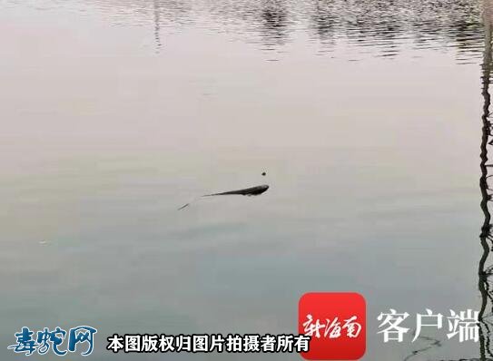 海口红城湖惊现“水怪”？消防救助发现眼镜蛇被淹死！