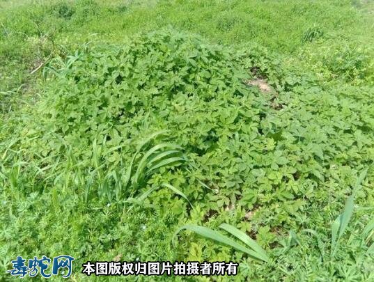 清明节上坟要注意、野草边是毒蛇出没频繁之地!