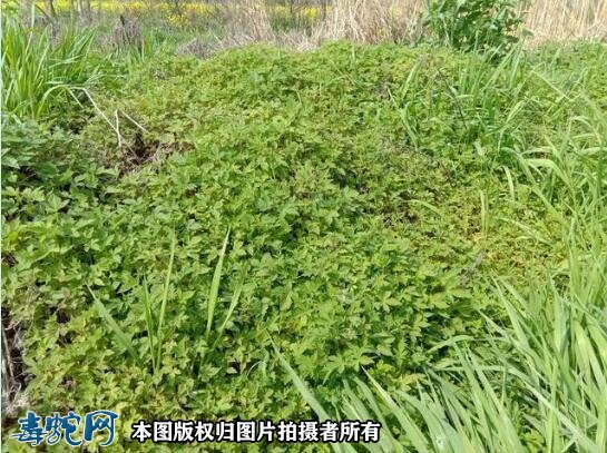 清明节上坟要注意、野草边是毒蛇出没频繁之地!