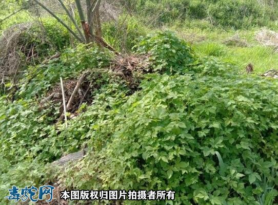 清明节上坟要注意、野草边是毒蛇出没频繁之地!