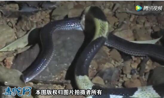 金环蛇捕食银环蛇!大家都是亲戚何必呢!