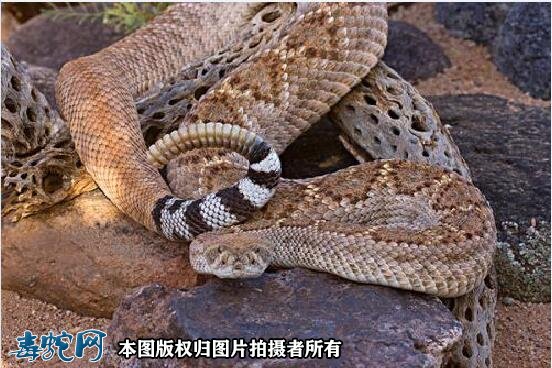 响尾蛇长啥样子图7