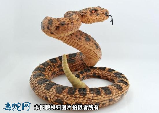 响尾蛇长啥样子图2