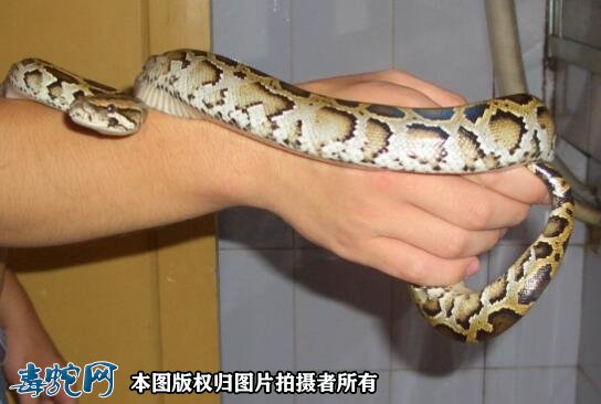 蟒蛇怎么养?
