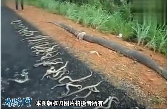 大蟒蛇过马路被货车压死！