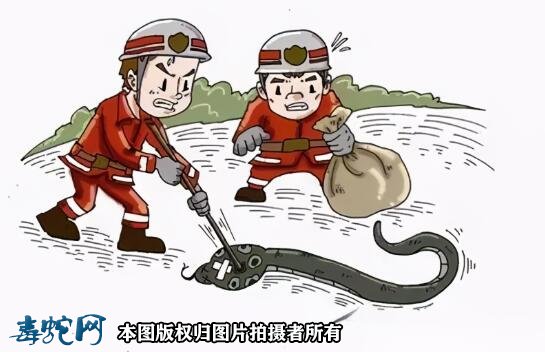 郴州蛇出没！超1.5米长无毒菜花蛇被消防捕获！