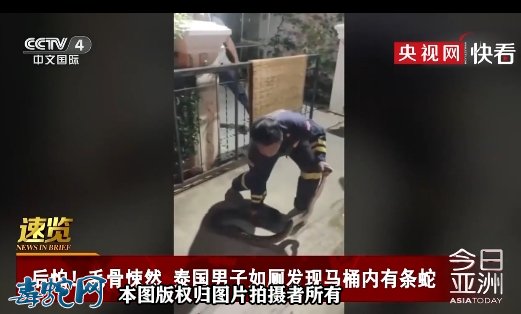 泰国男子上厕所发现马桶内有条蛇!长达2.5米大蟒蛇!
