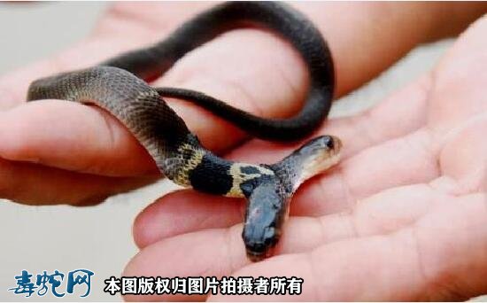 世界上最毒的两头蛇?_双头蛇/两头蛇_毒蛇网