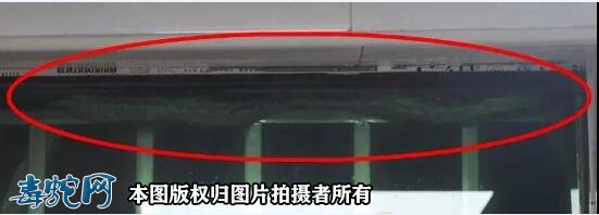 当下深圳毒蛇进入活跃期!外出游玩要防治毒蛇咬伤!