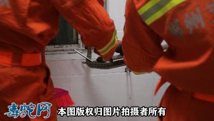 当下深圳毒蛇进入活跃期!外出游玩要防治毒蛇咬伤!